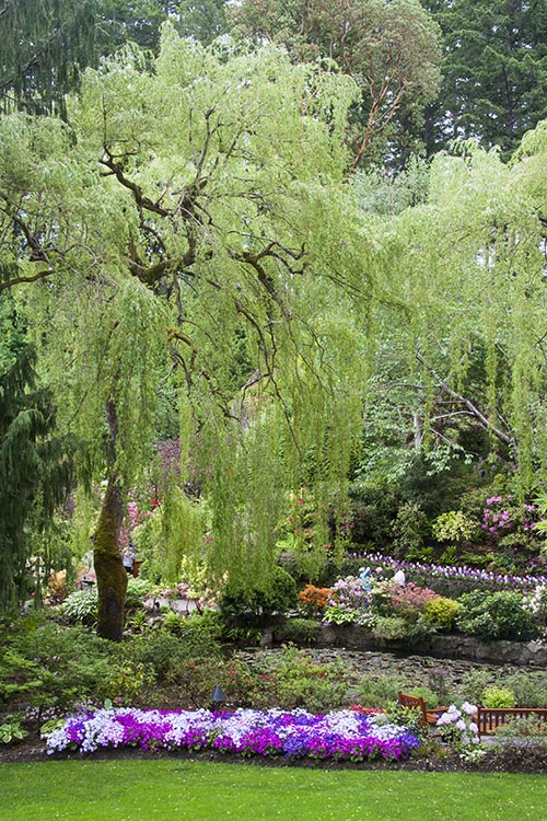 Weeping Willow over the Cineraria