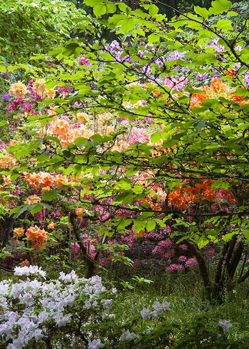 Hidden Azaleas