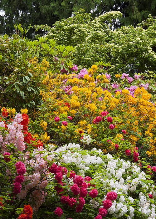 Azalea & Rhododendron Garden