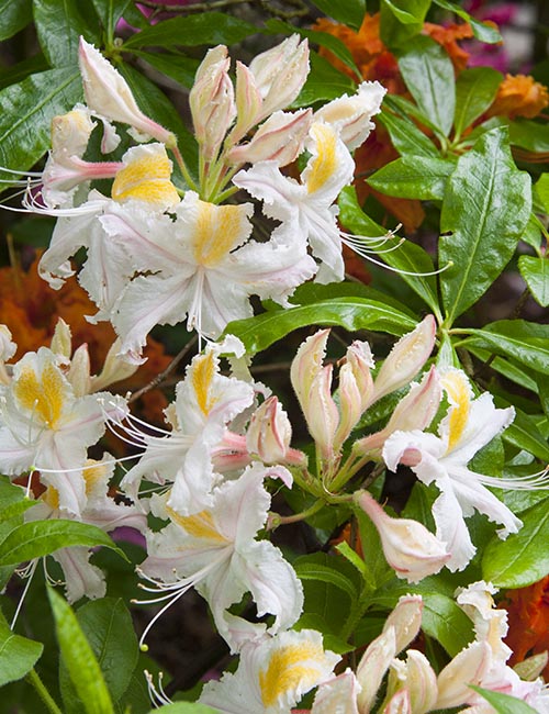 Fancy White Rhododendrons