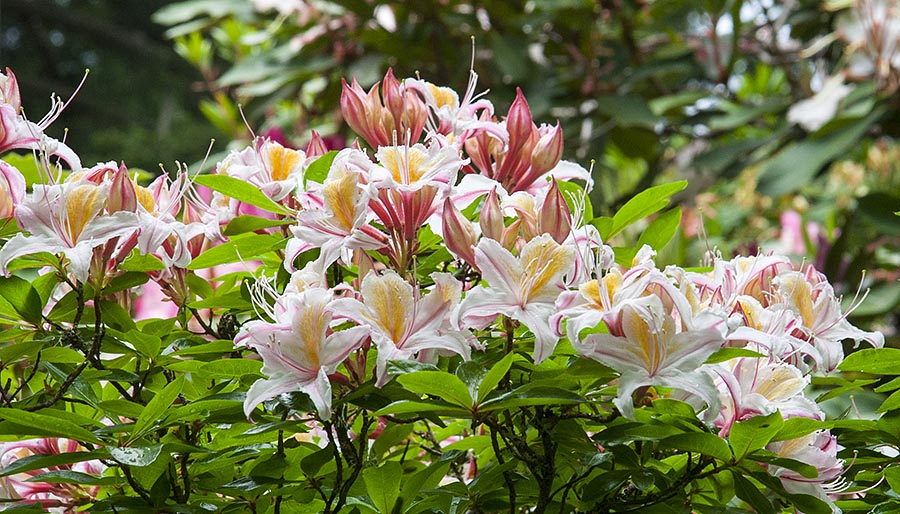 Lily-Like Flowers