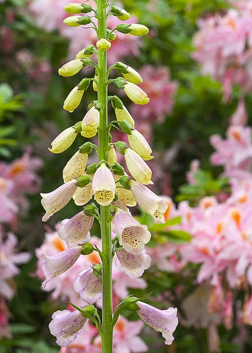 Pink Foxglove