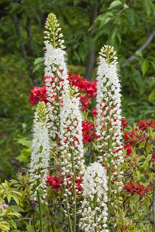 Tall White Flower Spikes