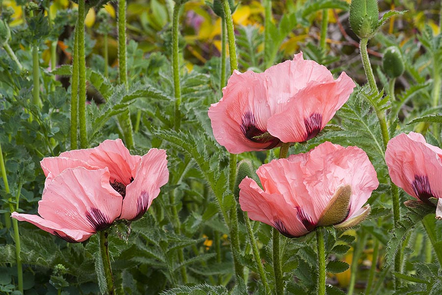 Peach Poppies