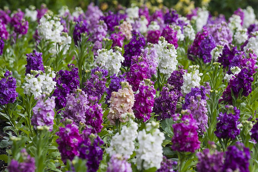 Lovely Scented Stocks