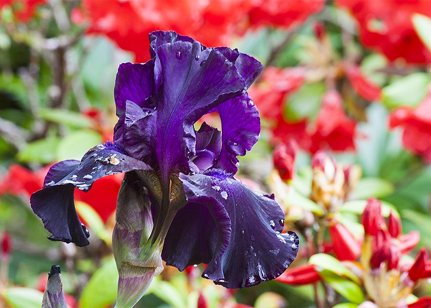 Royal Purple Iris