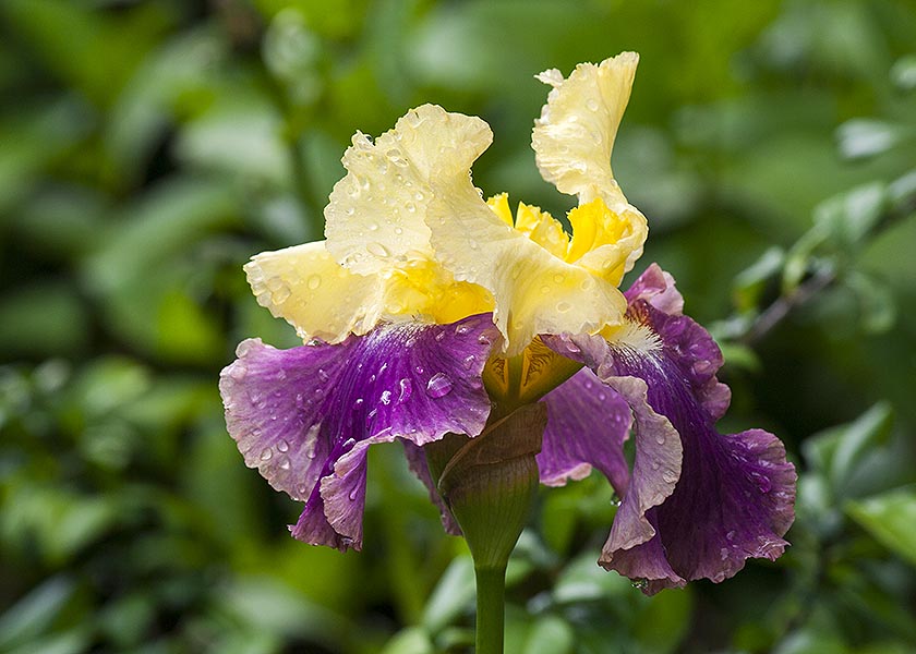 Yellow & Purple Iris