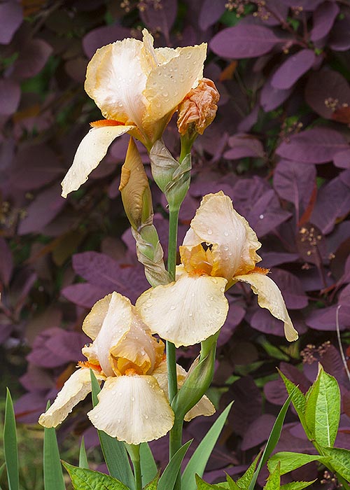 Peach Irises