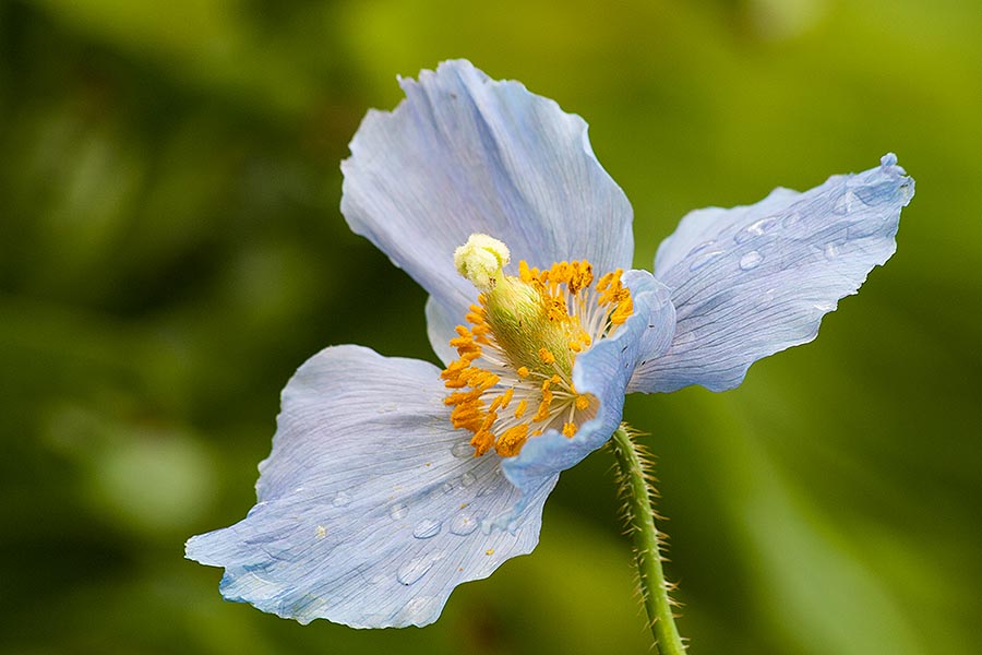 Blue Himalayan Poppy