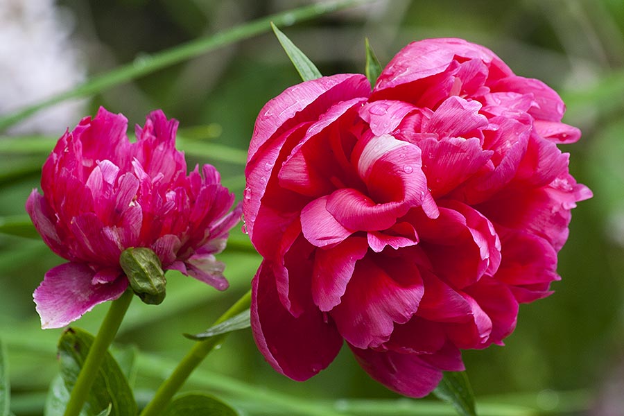 Peonies