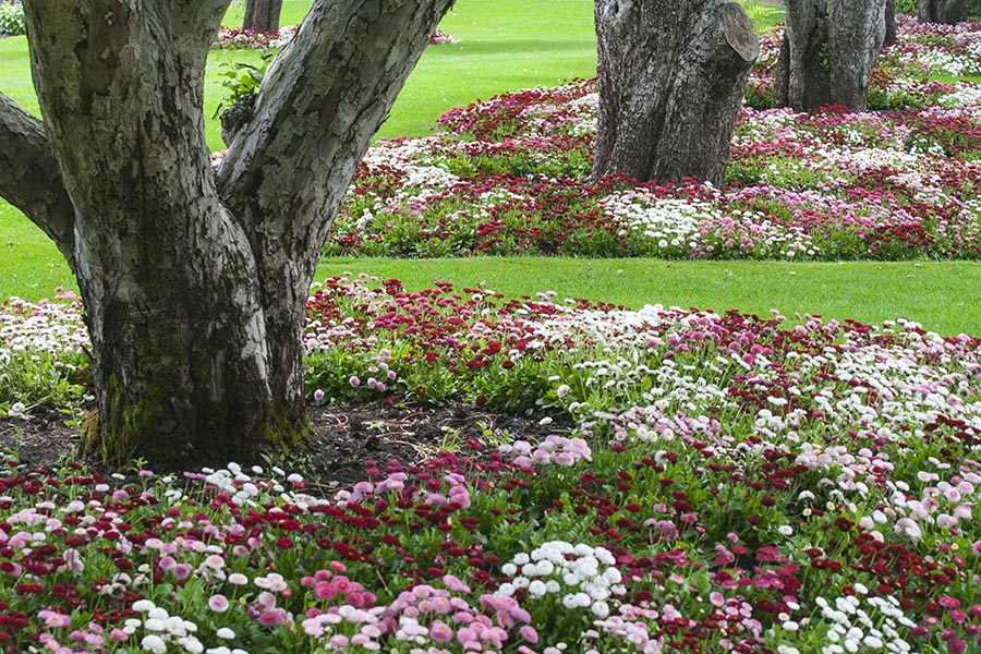 Flower Circles