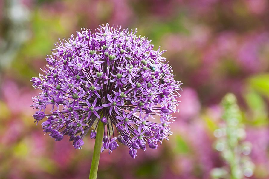 An Allium