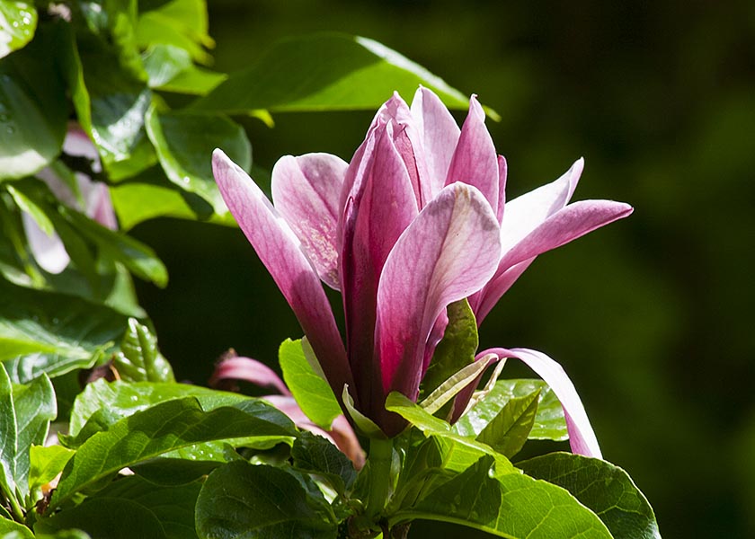 Single Magnolia