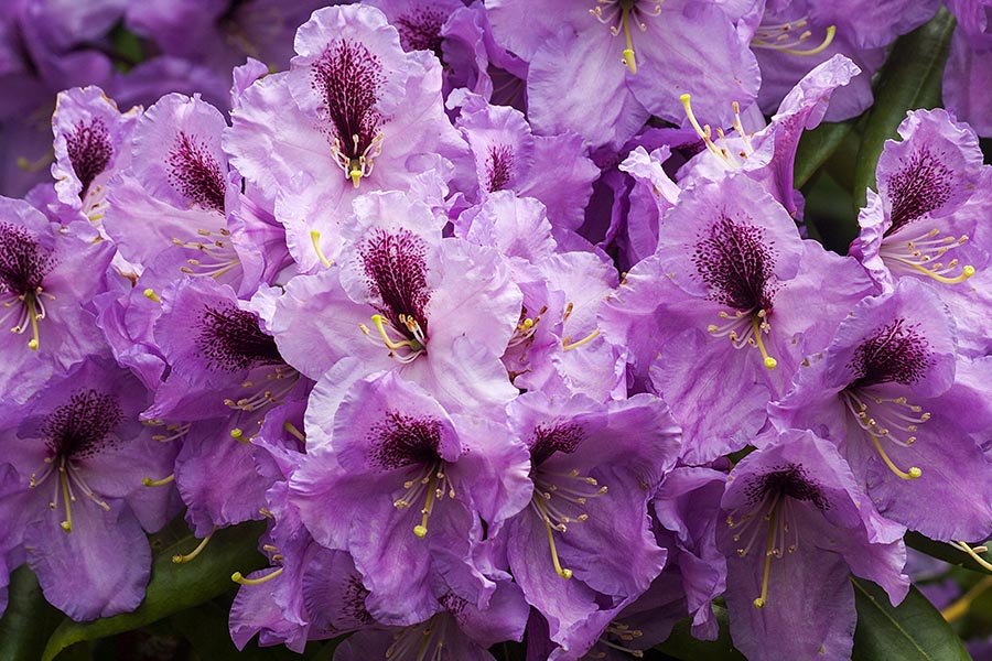 Purple Rhododendrons