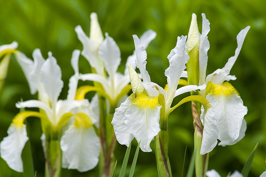 Group of White Flags