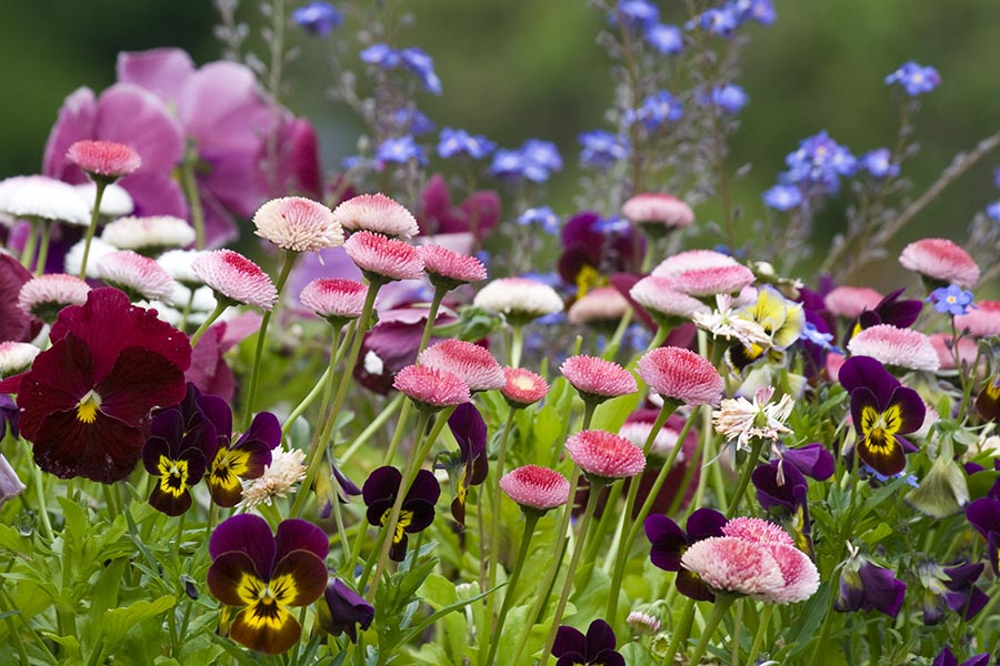 Cheerful Mixed Flowers