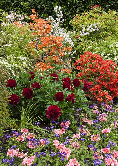 Colourful Gardens