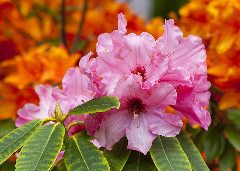 Pink Rhododendron 