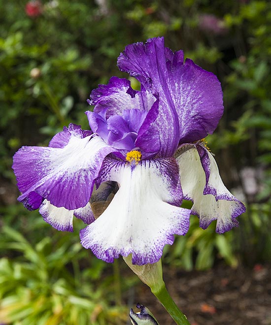 Purple and White Iris