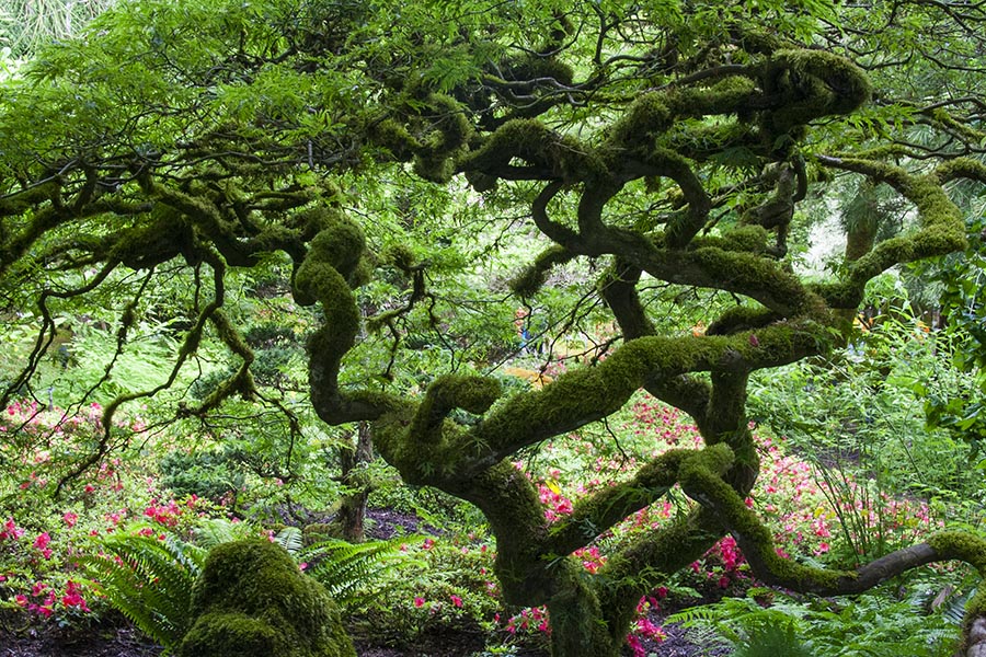 Into the Japanese Gardens