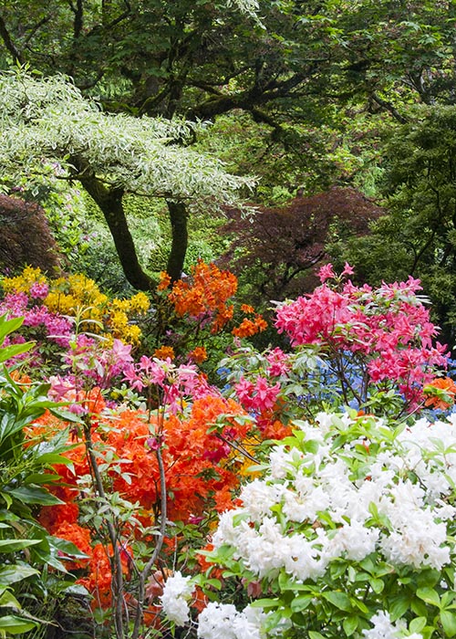 Azaleas in the Japanese Garden