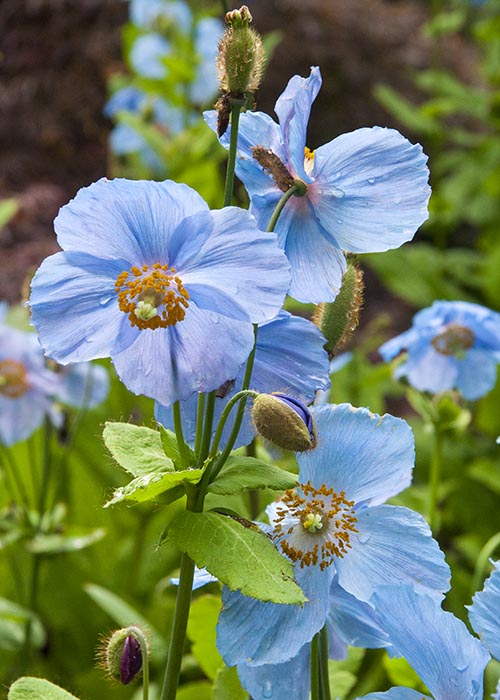 More Blue Poppies