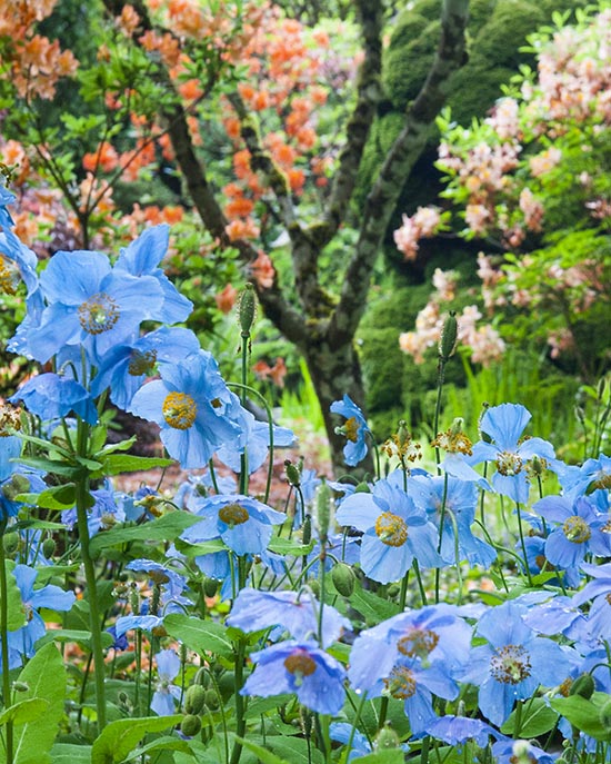 Poppies and Azaleas