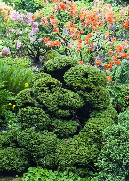 Trimmed Topiary