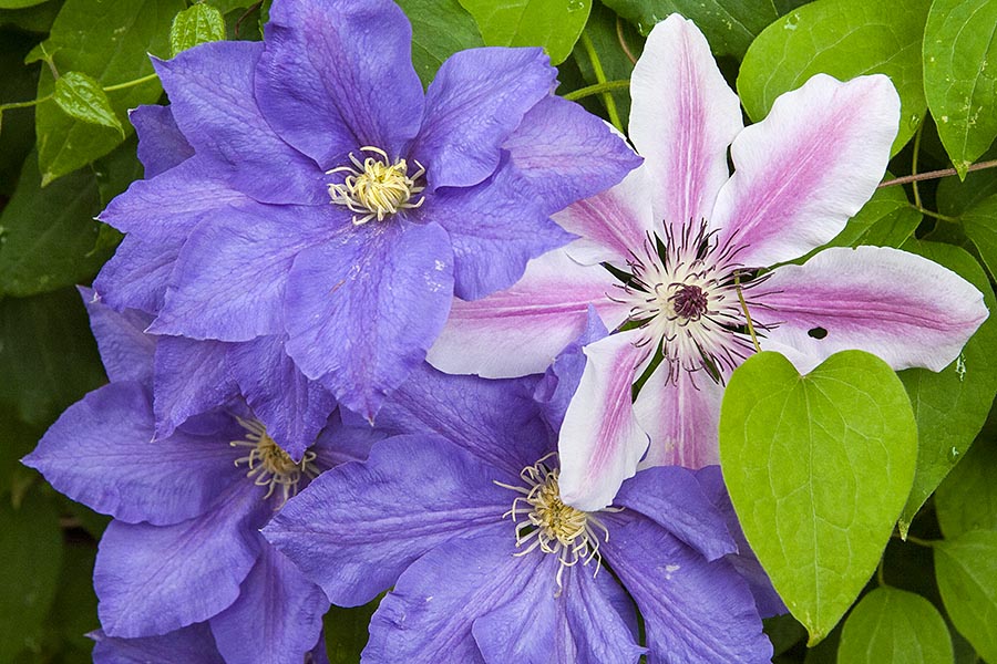 Clematis in Cowichan Bay