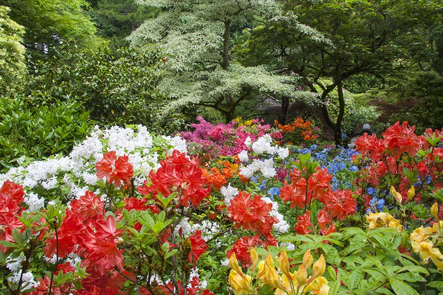 Another Look at the Colourful Flower Border