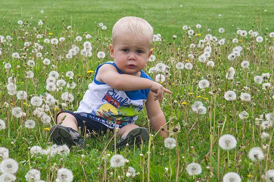 Elliot in the Dandelions