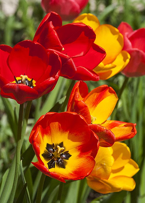 Tulips