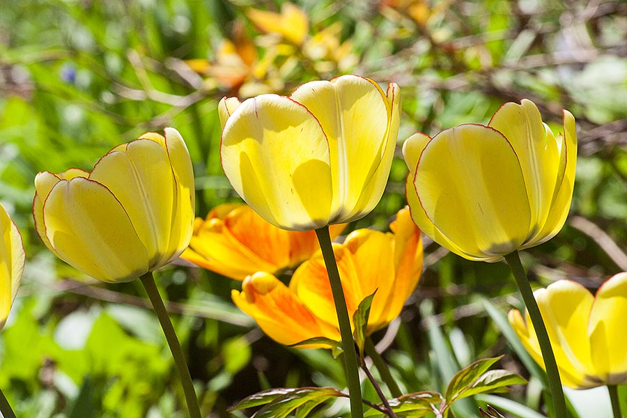 Yellow Tulips