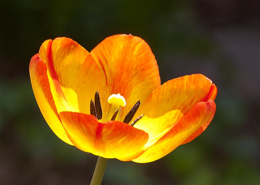 Orange Tulip