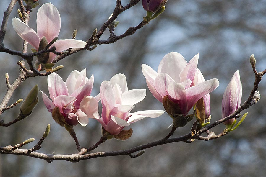 Saucer Magnolia Flowers Opening