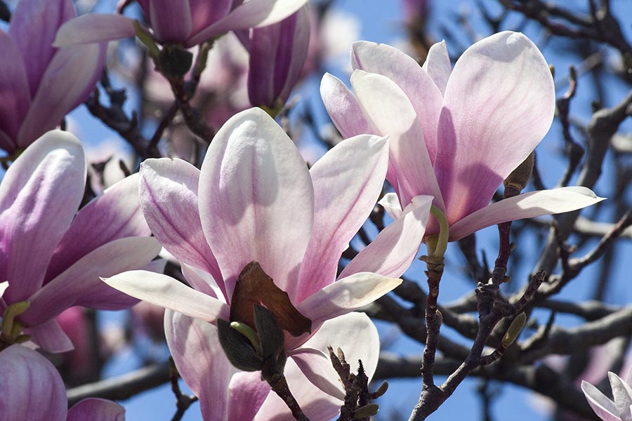 Pink & White Magnolia