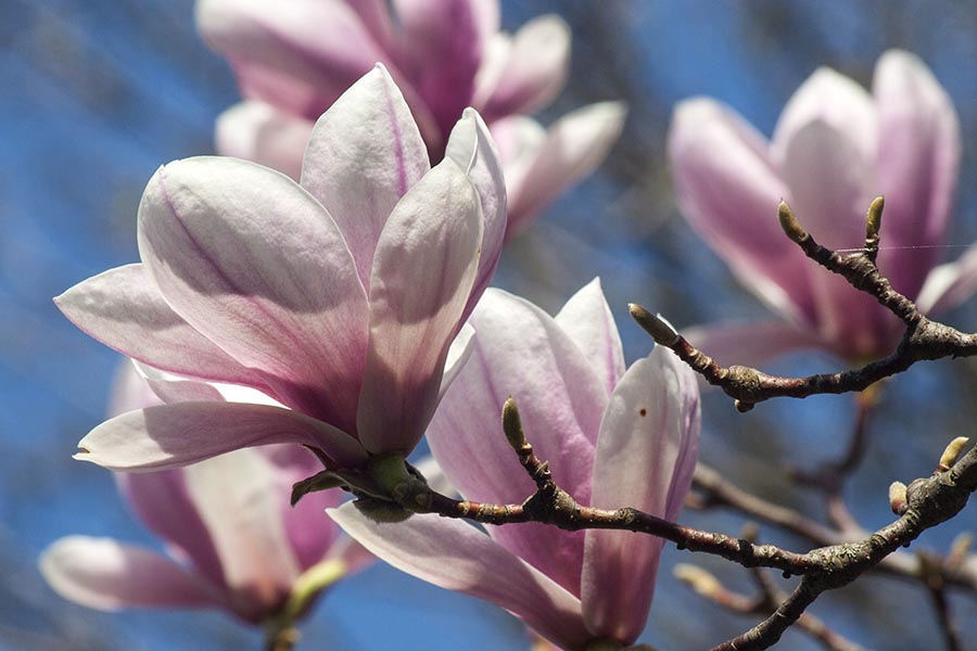 More Magnolia Flowers