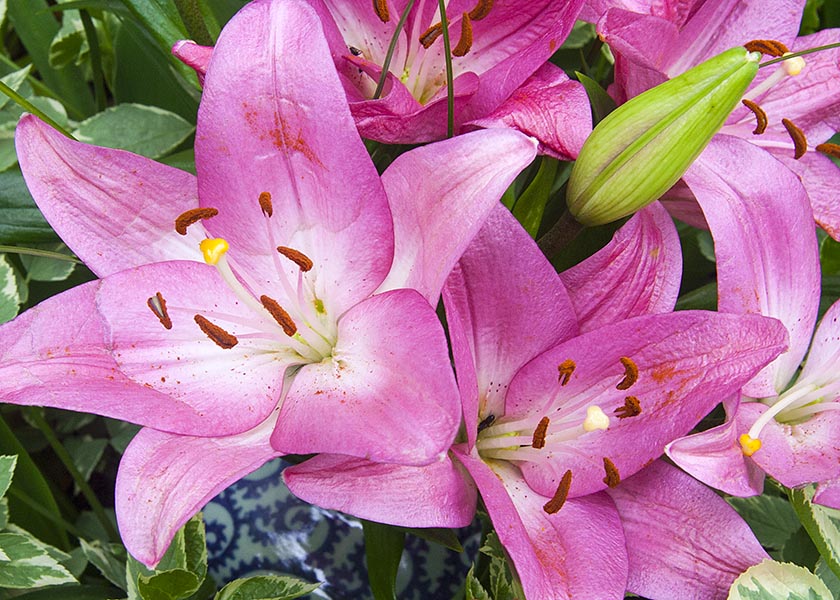 Mother's Day Lilies