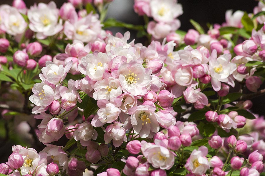 Crabapples Opening