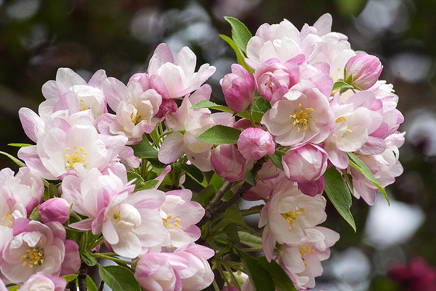 Pink Profusion Crabapples