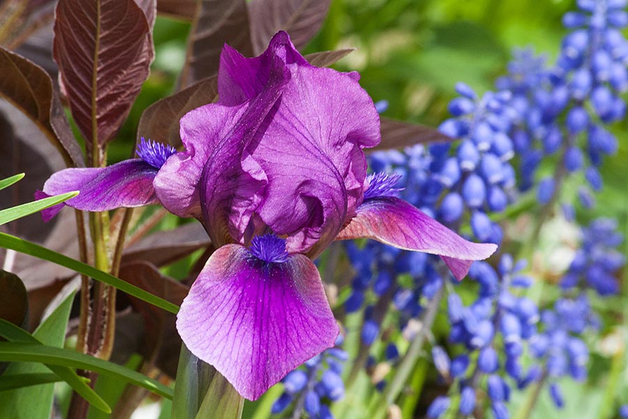 Early Iris
