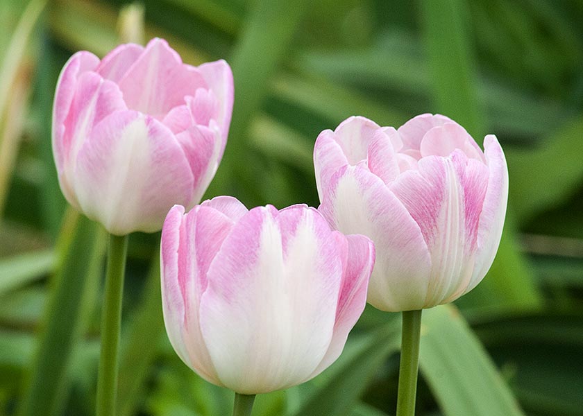 Trio of Pink Tulips