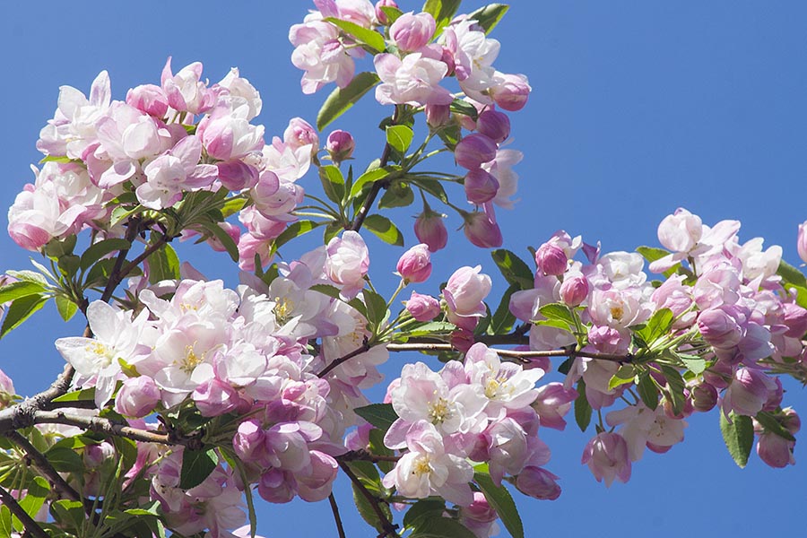 Pink Blossoms Against a Blue Sky
