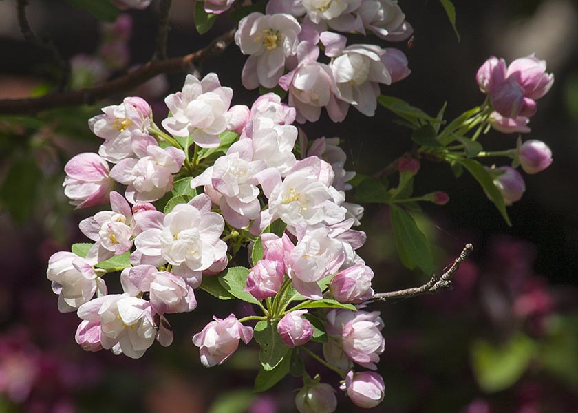 Pink Profusion Crabapple Blossoms
