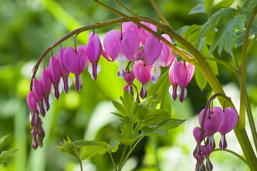 Bleeding Hearts