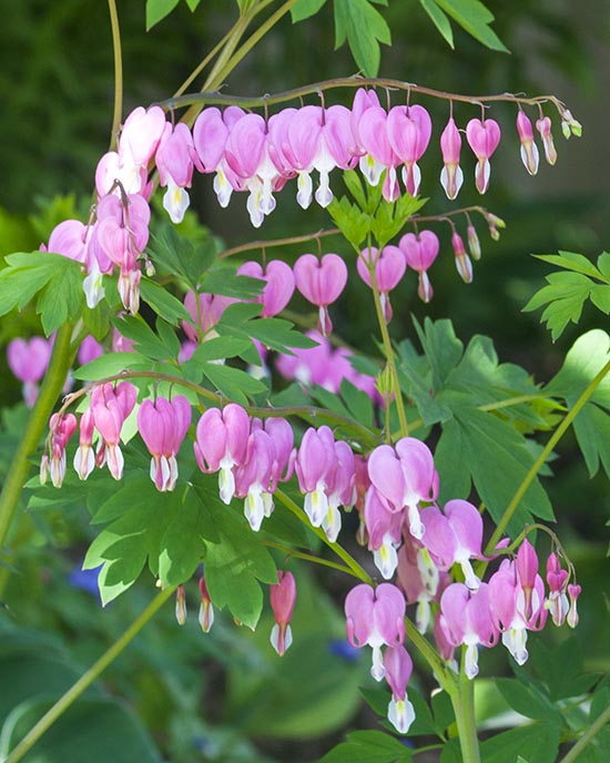 More Bleeding Hearts