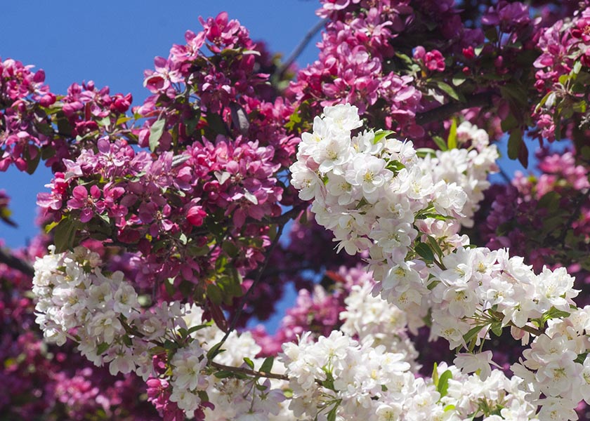 Pink and White