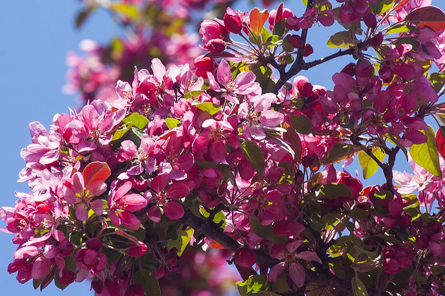 Hopa Crabapple Blossoms
