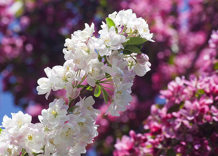 Pink Profusion and Hopa Crabapples