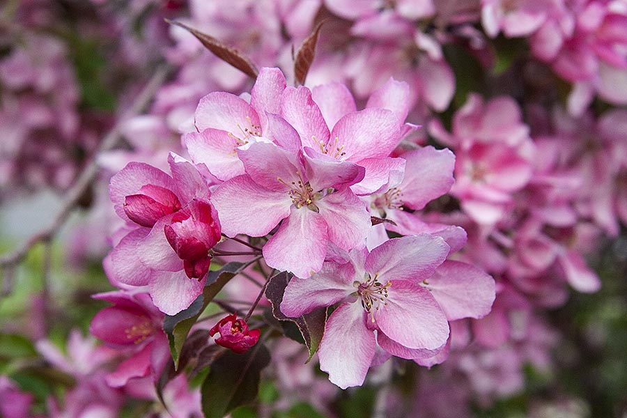Pink Blossoms  